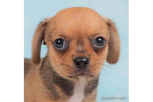 成約済の千葉県のチワックス:チワワ×ミニチュアダックスフンド-207870の5枚目